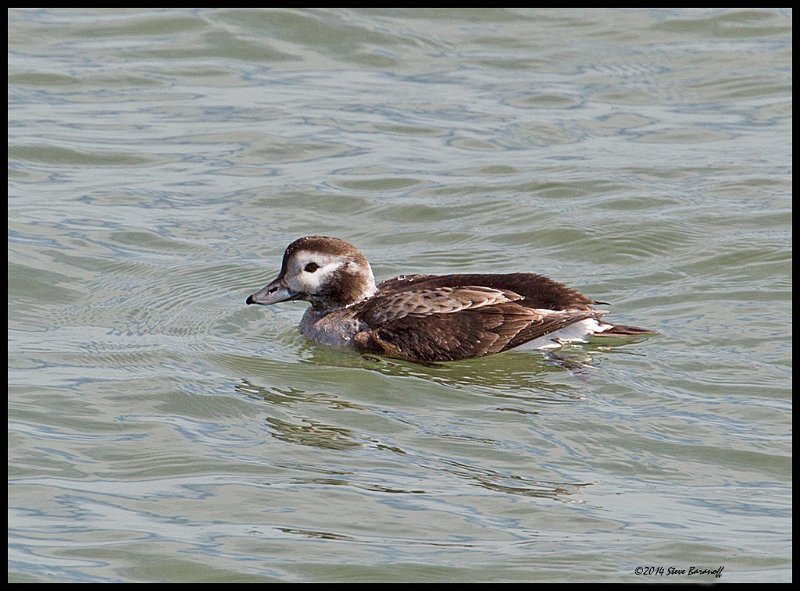 _4SB6470 long-tailed duck.jpg